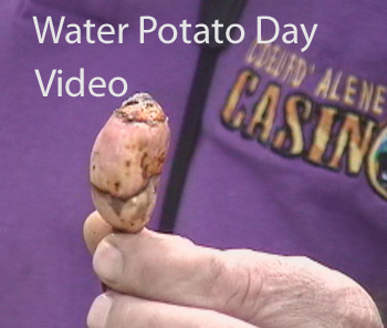 Water Potato Day Video